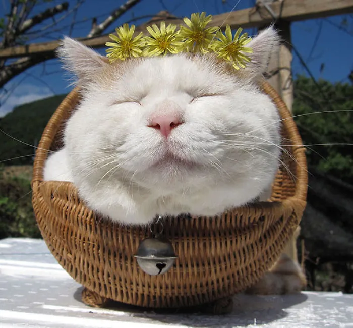 Shironeko, The Happiest And Sleepiest Cat Ever 