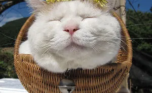 114 Of The Most Famous Cats On The Internet