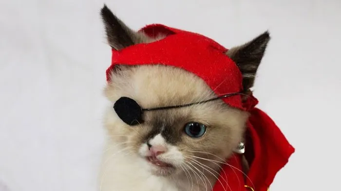 Sir Stuffington. Rescued Kitten, Dog-attack Survivor.
