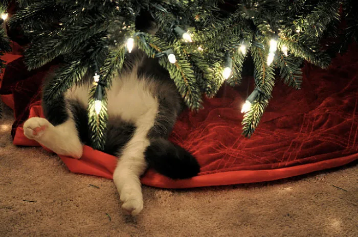 Gato bajo el árbol