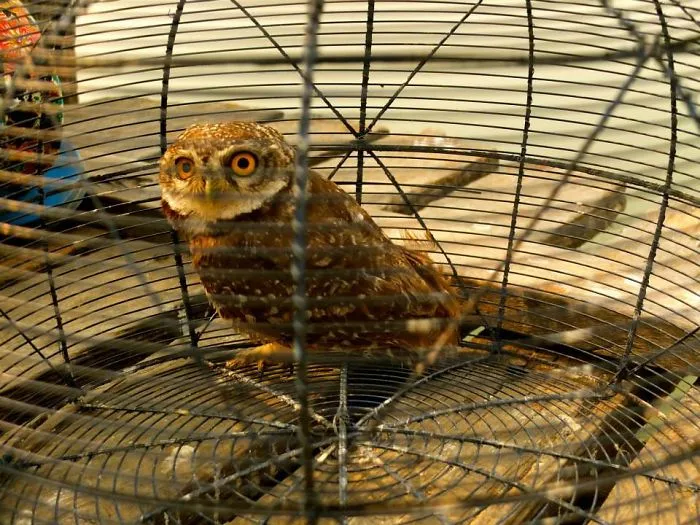 112 Majestic Owls Caught On Camera
