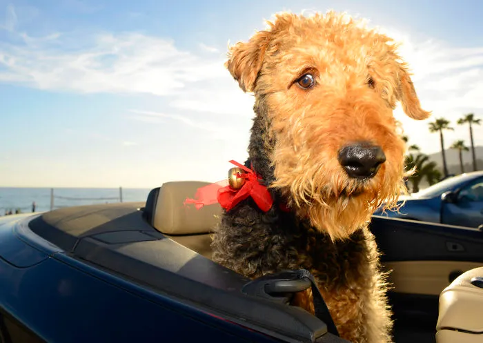 Holiday Joyride!