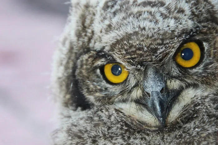 112 Majestic Owls Caught On Camera