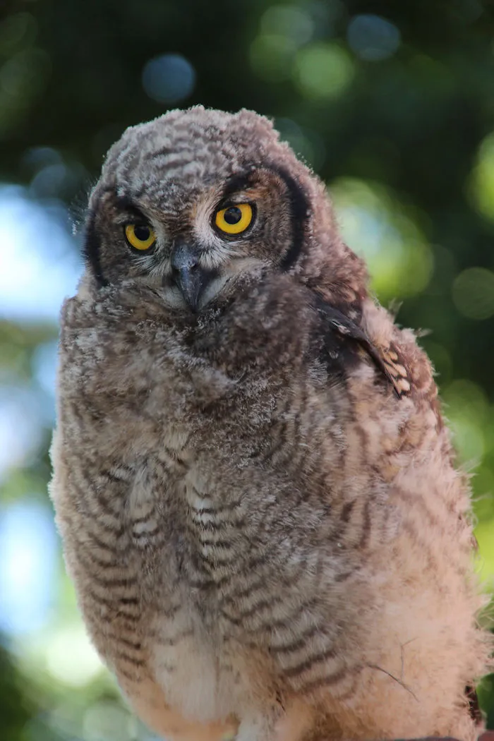 112 Majestic Owls Caught On Camera