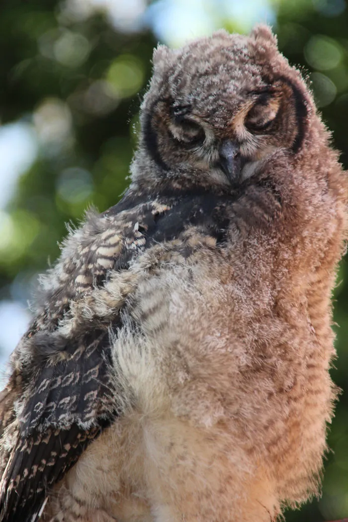 112 Majestic Owls Caught On Camera