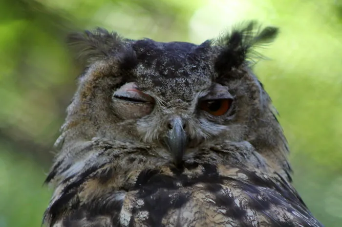 112 Majestic Owls Caught On Camera