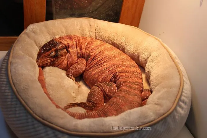 Comfy!