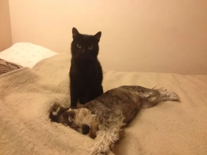Ziuta The Dog And Franek The Cat :)