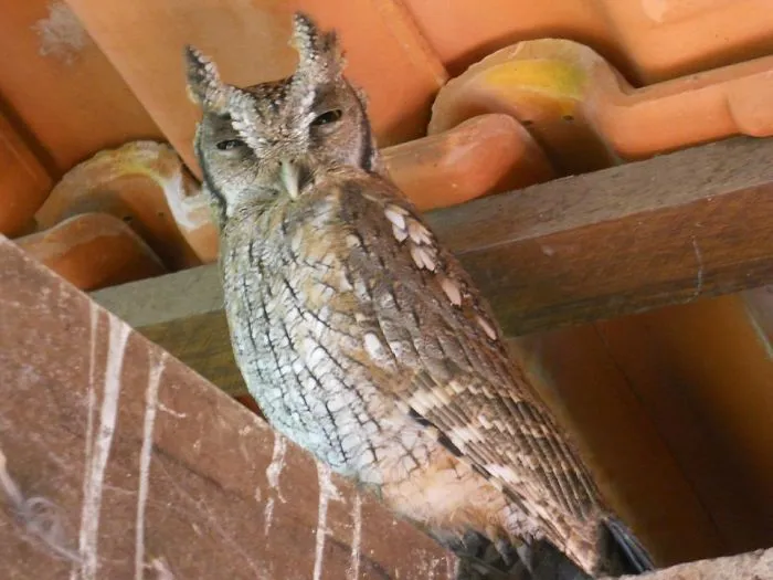112 Majestic Owls Caught On Camera