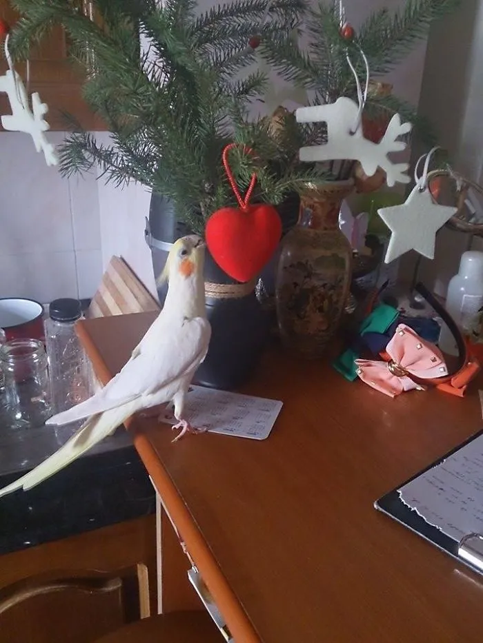 No soy perro ni gato, pero también me gusta fastidiar en Navidad