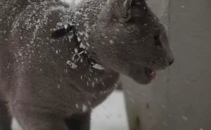 50 Times Animals Experienced Snow For The First Time, And Their Faces Say It All