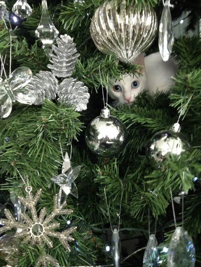 Gato blanco, Navidad blanca