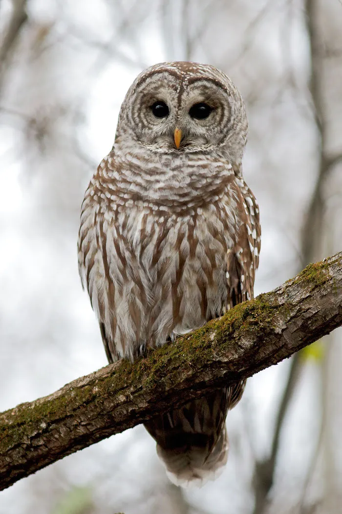 112 Majestic Owls Caught On Camera