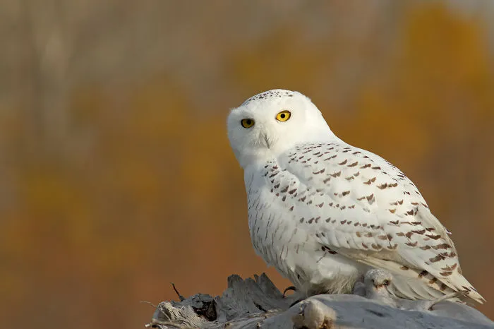 112 Majestic Owls Caught On Camera