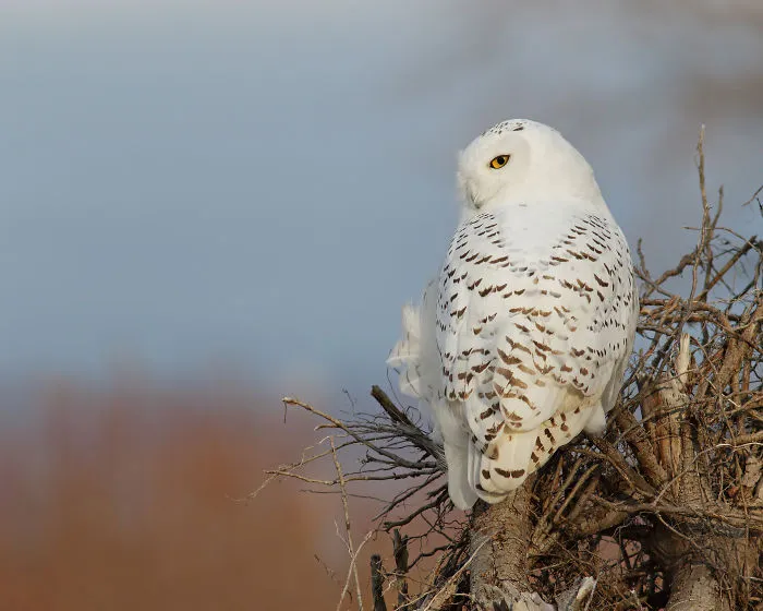 112 Majestic Owls Caught On Camera