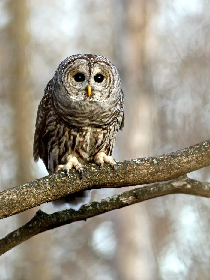 112 Majestic Owls Caught On Camera