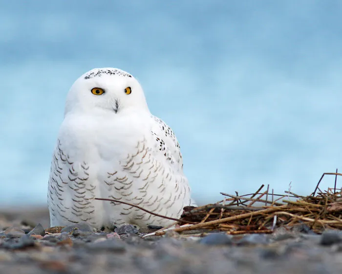 112 Majestic Owls Caught On Camera