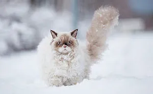 76 Animals Playing In Snow For The First Time