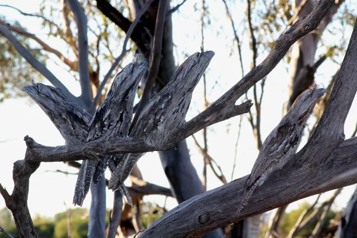 112 Majestic Owls Caught On Camera