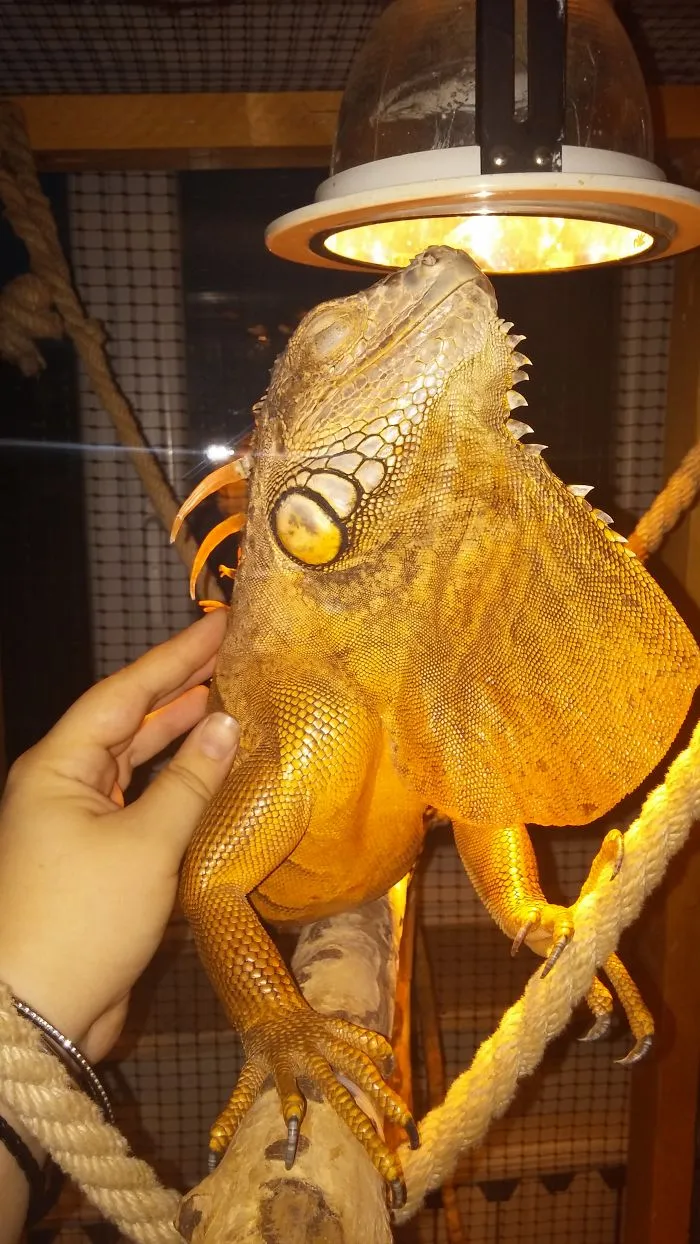 Iggy The Iguana Loves A Good Scratch