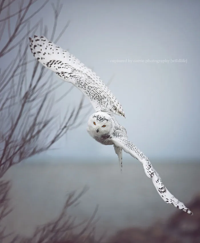 112 Majestic Owls Caught On Camera