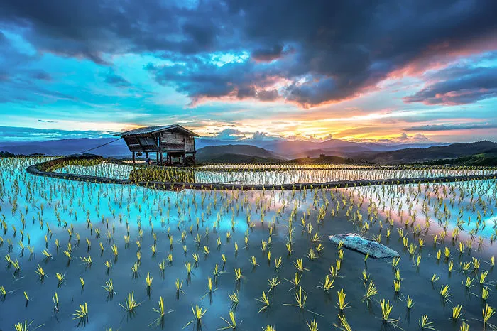 47 Hypnotizing Rice Fields That Look Like Broken Glass