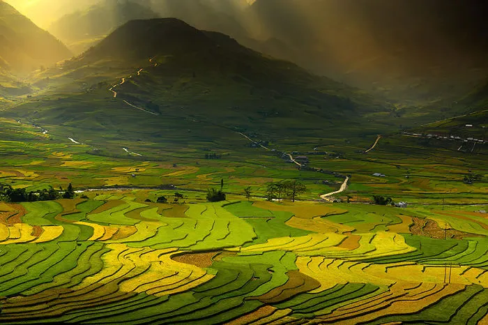 47 Hypnotizing Rice Fields That Look Like Broken Glass