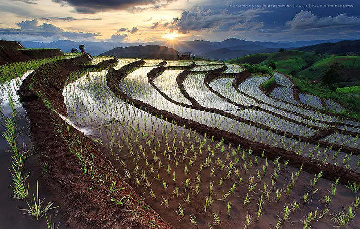 47 Hypnotizing Rice Fields That Look Like Broken Glass