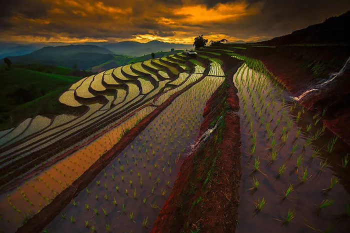 47 Hypnotizing Rice Fields That Look Like Broken Glass