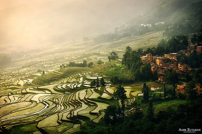 47 Hypnotizing Rice Fields That Look Like Broken Glass