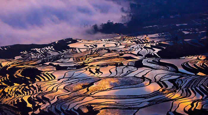 47 Hypnotizing Rice Fields That Look Like Broken Glass