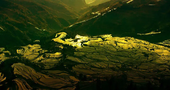 47 Hypnotizing Rice Fields That Look Like Broken Glass