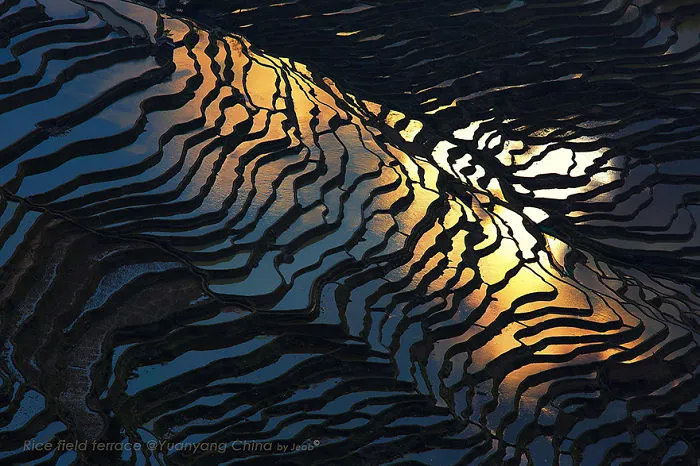 47 Hypnotizing Rice Fields That Look Like Broken Glass