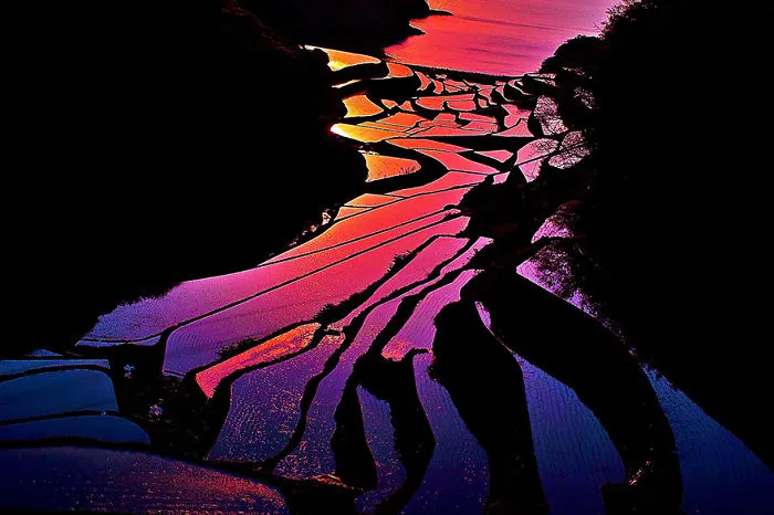47 Hypnotizing Rice Fields That Look Like Broken Glass