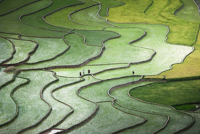 47 Hypnotizing Rice Fields That Look Like Broken Glass