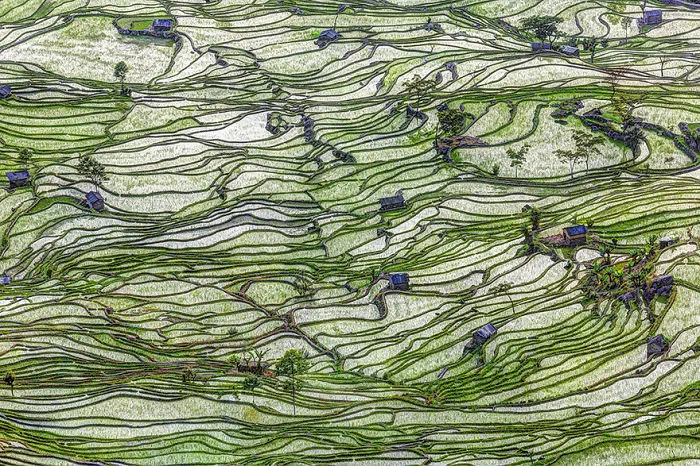 47 Hypnotizing Rice Fields That Look Like Broken Glass