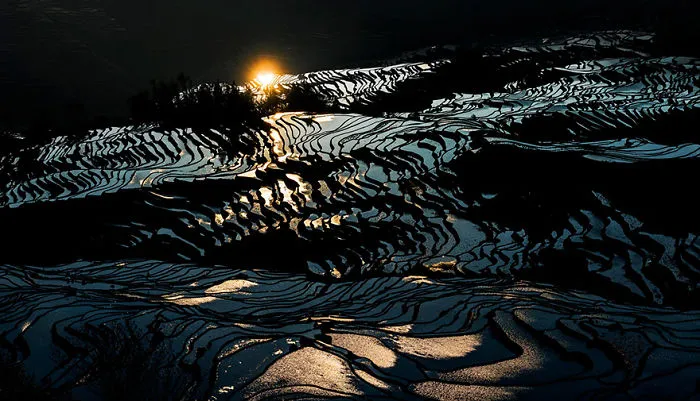 47 Hypnotizing Rice Fields That Look Like Broken Glass