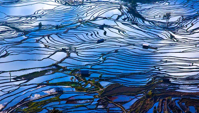 47 Hypnotizing Rice Fields That Look Like Broken Glass
