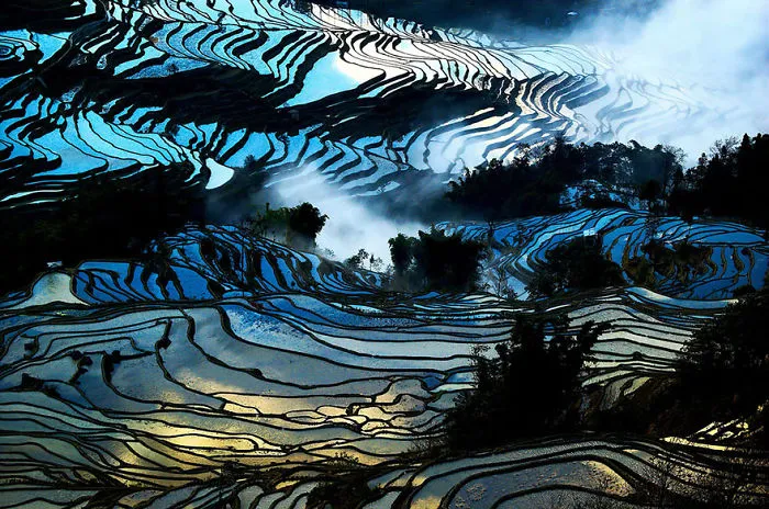 47 Hypnotizing Rice Fields That Look Like Broken Glass