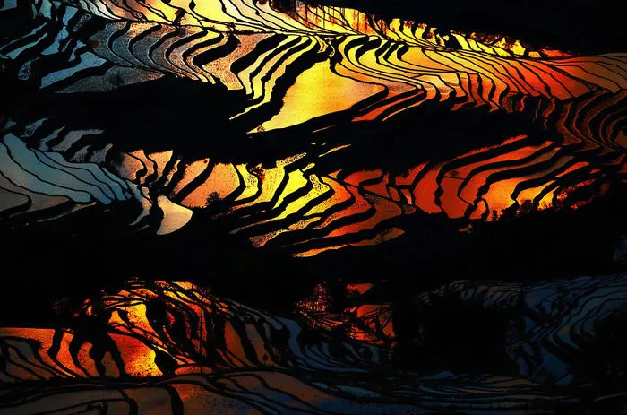 47 Hypnotizing Rice Fields That Look Like Broken Glass