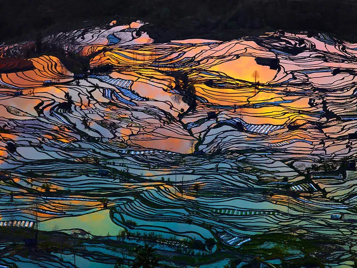 47 Hypnotizing Rice Fields That Look Like Broken Glass