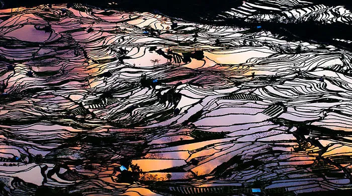 47 Hypnotizing Rice Fields That Look Like Broken Glass