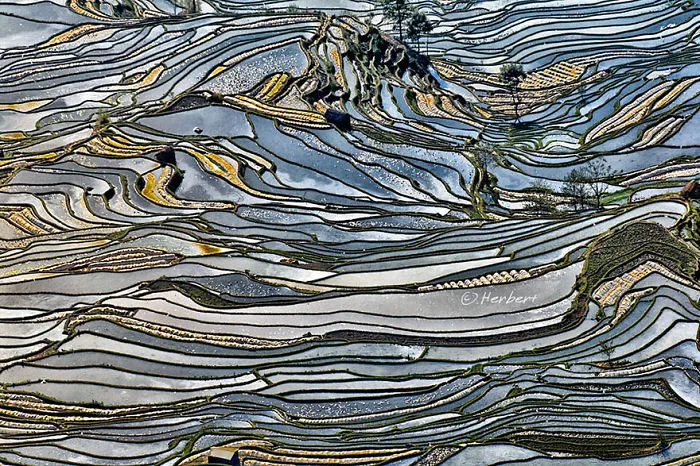 47 Hypnotizing Rice Fields That Look Like Broken Glass