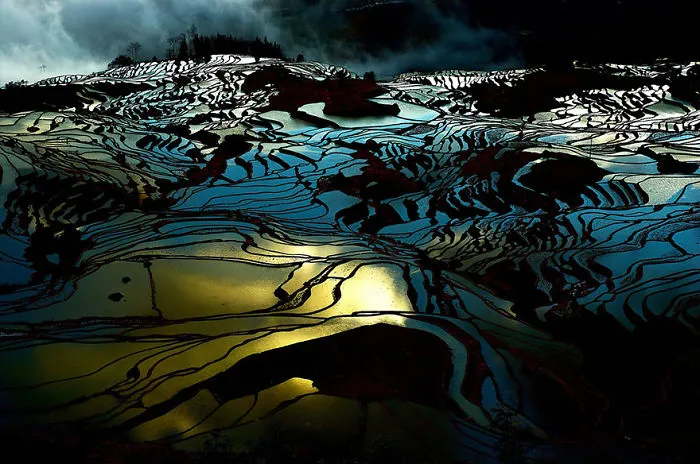 47 Hypnotizing Rice Fields That Look Like Broken Glass