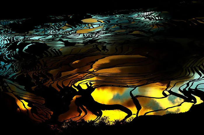 47 Hypnotizing Rice Fields That Look Like Broken Glass