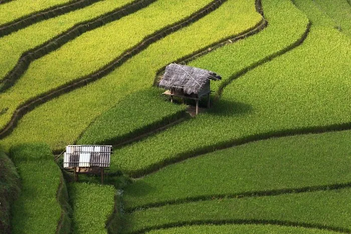 47 Hypnotizing Rice Fields That Look Like Broken Glass
