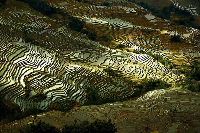 47 Hypnotizing Rice Fields That Look Like Broken Glass