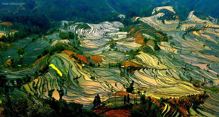 47 Hypnotizing Rice Fields That Look Like Broken Glass