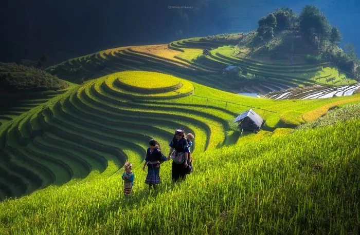47 Hypnotizing Rice Fields That Look Like Broken Glass