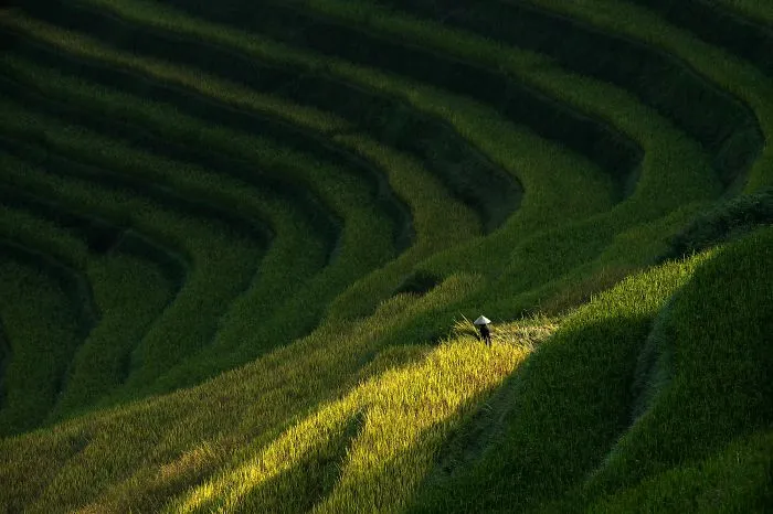 47 Hypnotizing Rice Fields That Look Like Broken Glass